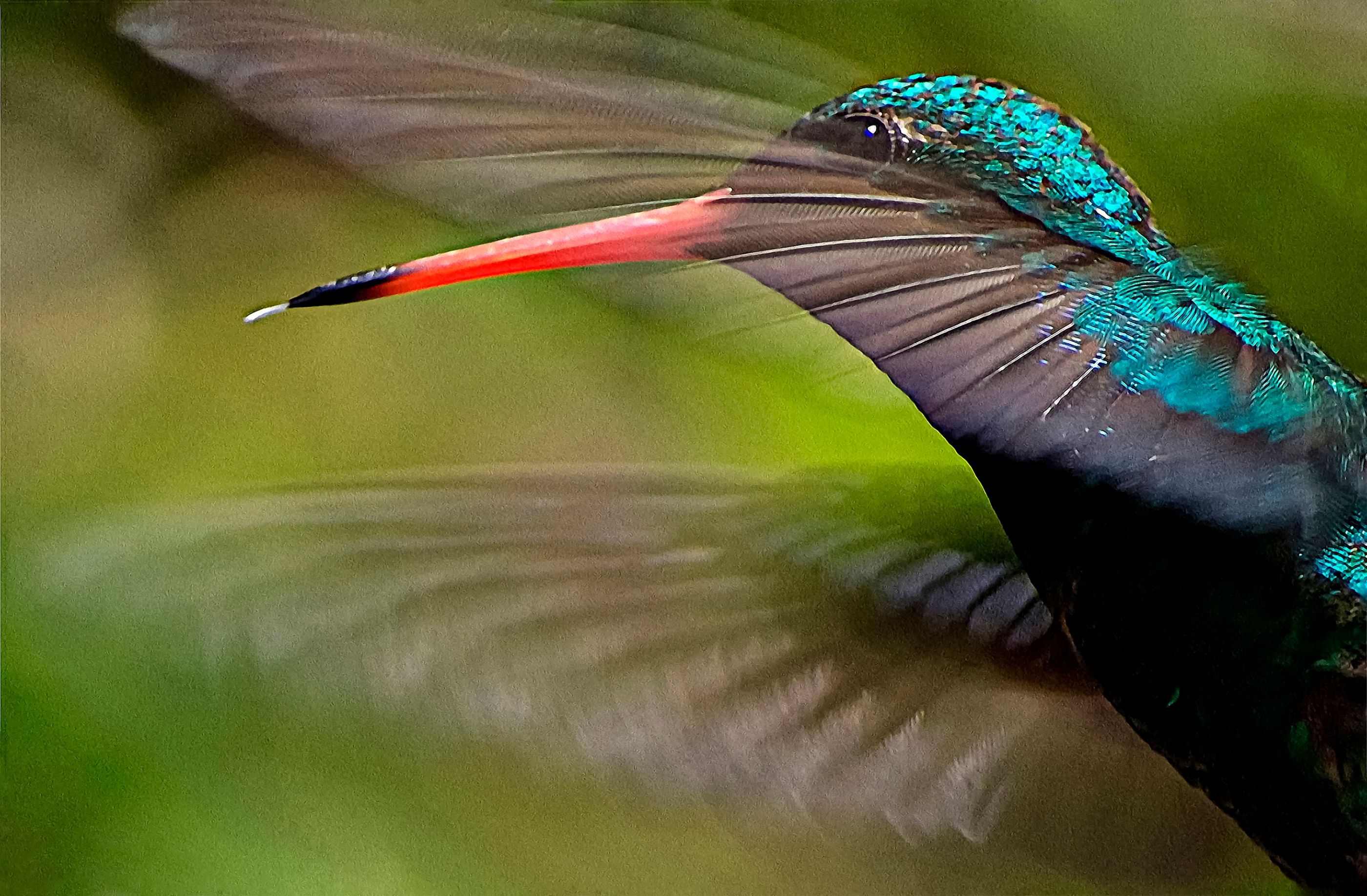 Colibrí macho